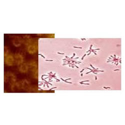 Manufacturers Exporters and Wholesale Suppliers of Enzymatic Bio Culture Navi Mumbai Maharashtra Enzymatic Bio Culture